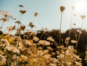 OES puts sustainability at the centre of STEM education and training with new microcredential